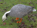 Emperor Goose